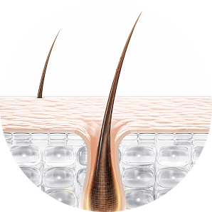 Hair follicle at 0 week