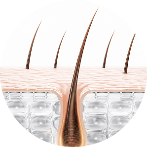 Hair follicle at 1–6 weeks